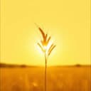 Road from California