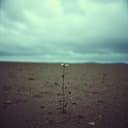 Nkauj Ntsuag Lub Neej Zoo