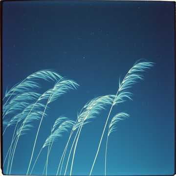 Whispers in the Wind