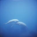 Good Night, Sweet Dreams (AI remake) 