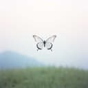 Ephemeral Crystal Wings