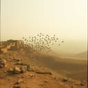 Elon’s trumpdemic!