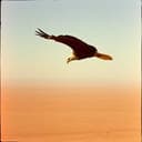 الزريقي" بـ "الطفيلة" كفخر وعز.