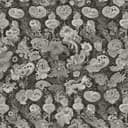 Fight Through Shadows