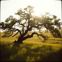 Ode to the Peppercorn Tree