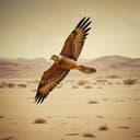 الأهلي السعودي نادي الذهب