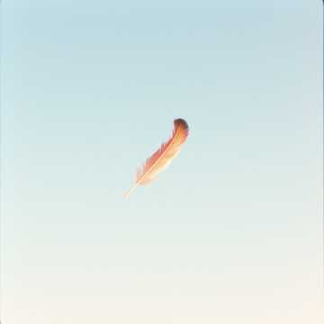 Feather a of bird