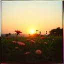 জোজোকে বিয়ের জন্য অভিনন্দন