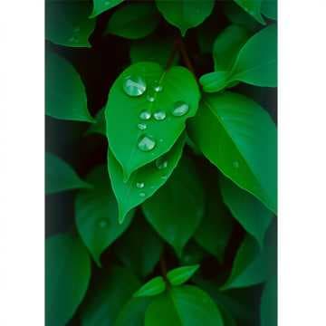 Tranquil Rainfall