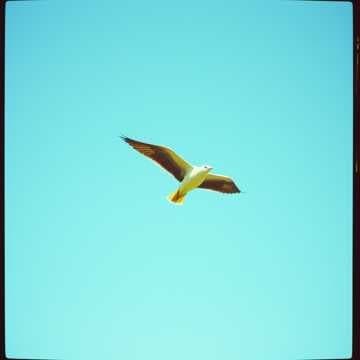 Libertad