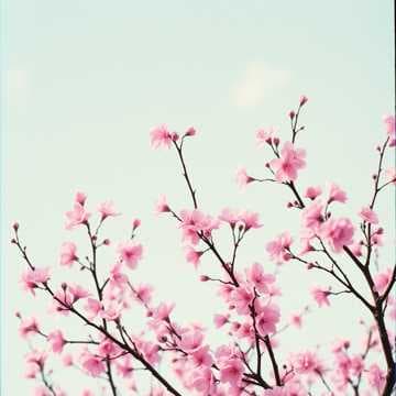 Cherry Clouds