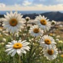 Sunlit Vows and Fixers