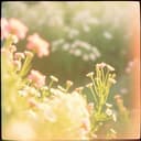 ريما الحبيبة