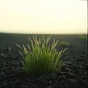 Заспокійлива