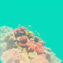 Dr. Hazey's Jamaican Love