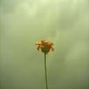 سامحيني يا هوى