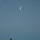 The fox and the wolf