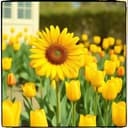 Siempre te voy a querer