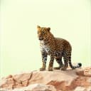 Dani mocanu  bancomat