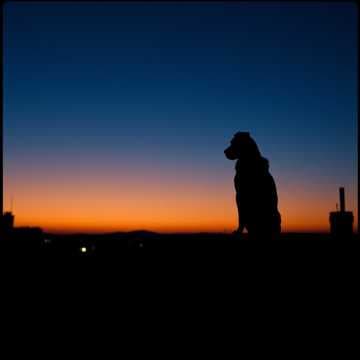 La Sombra del Viejo Tronco