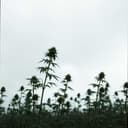 Rollin' Green Sorrows