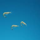 Shrimp Splurge Blues