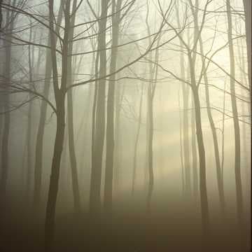 Forest Tears