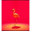 Bomba Bomba Qué Mujer Hermosa