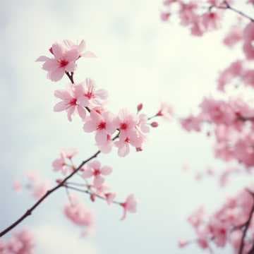 Cherry Clouds