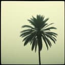 أبونخله مدينة الضباب