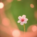 دلال البلوي