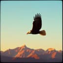 So wie David banavidez