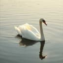 Lady Piano Gambit