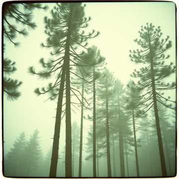 Sorry Through the Pines