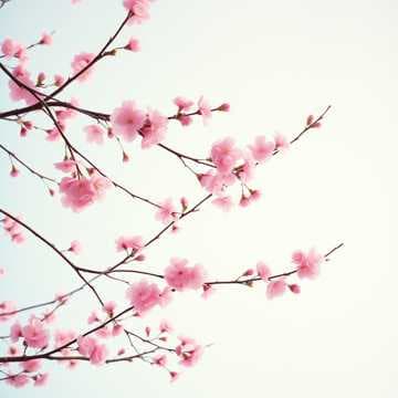 Cherry Clouds