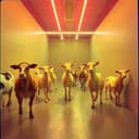 Le poulain, la poulette et le poulinous