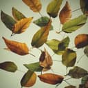 10 Anos de Fumicultores do Brasil