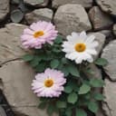 Darmadağın Haykırışlar