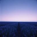 "Too Loud for Love (But Never Too Purple)"