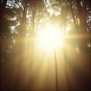 Sunlight Whispers