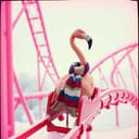 The Flamingo Named Fingo
