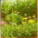 Felipe, Fuerza y Futuro