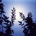 Siluetas de tu sombra