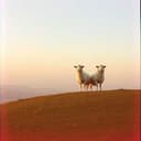 خروف العيد السوبر