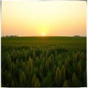 농가불이의 약속