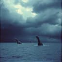 Demons of the Darkening Deep