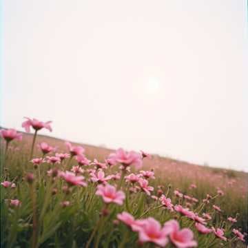 My Vow to you