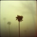 سامحيني يا هوى