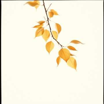 Whispers in the Wind