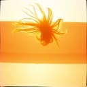 Astrid Elena la de la melena